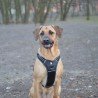 Truelove Forest dog Harness - TLH5551
