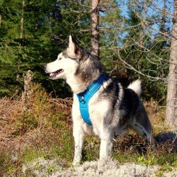 Truelove Forest dog Harness - TLH5551