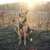 Truelove Forest dog Harness - TLH5551