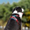 Truelove Country + Limited Edition dog Harness - TLH5653