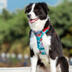 Truelove Country + Limited Edition dog Harness - TLH5653