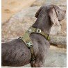 Truelove Colorado dog Harness - TLH6281