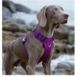 Truelove Colorado dog Harness - TLH6281