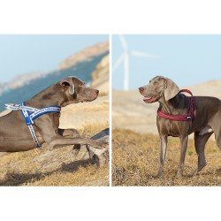 Truelove Alaska + dog Harness - TLH58121