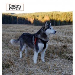 Truelove Hunting dog Harness - TLH5951