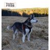 Truelove Hunting dog Harness - TLH5951