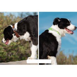 Truelove Flux + dog Collar - TLC5272