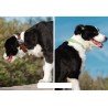 Truelove Flux + dog Collar - TLC5272