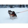 Truelove Share + 3 point dog Leash - TLL2371