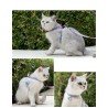 Truelove Mousse dog Harness and Leash for Cats - TLH3911