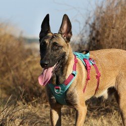 Truelove Manley dog Harness - TLH7011 - TLH7011