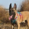 Truelove Manley dog Harness - TLH7011 - TLH7011